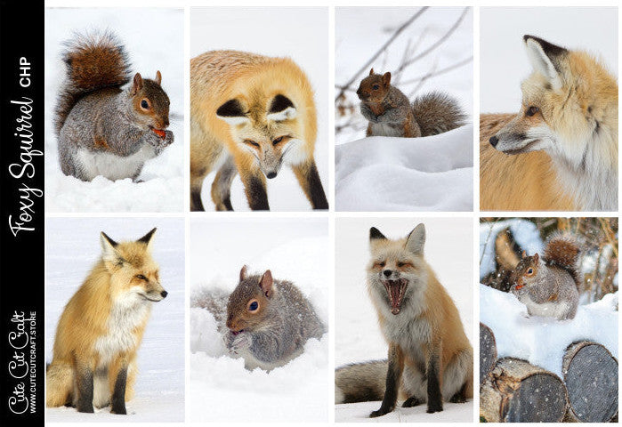 Foxy Squirrel #107 || EC/HP Full Boxes