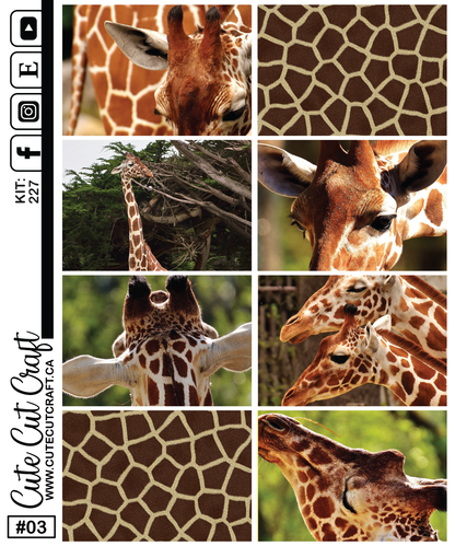 Giraffe #241 || Past Collections