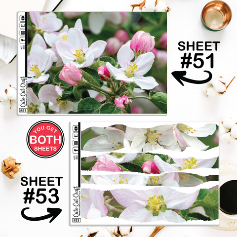 Apples In Bloom #393 || CHP Dashboard Weekly & Monthly