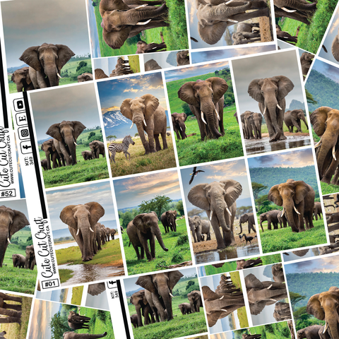 Elephant Expedition #349 || Full Boxes