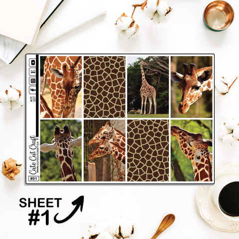 Giraffe #241 || Full Boxes