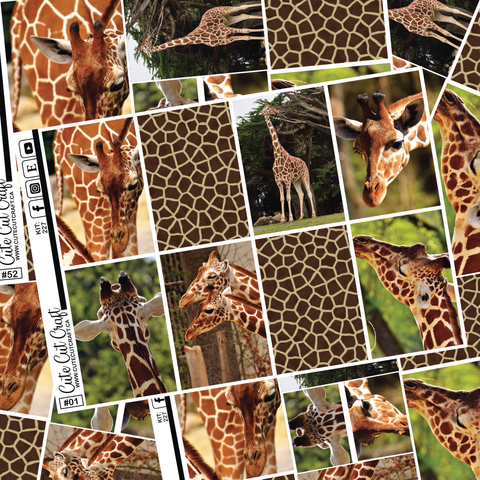 Giraffe #241 || Full Boxes