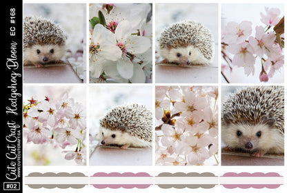Hedgehog Bloom #168 || EC/HP Full Boxes