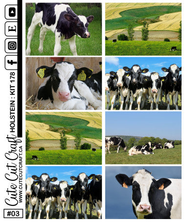 Holstein #178 || Short Boxes