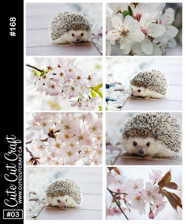 Hedgehog Bloom #168 || Short Boxes